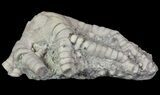 Bargain, Barycrinus Crinoid Fossil - Crawfordsville, Indiana #68486-1